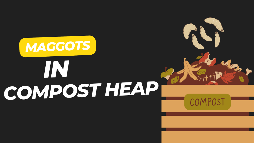 Maggots in Compost Heap: What They Are, Why They Appear ?